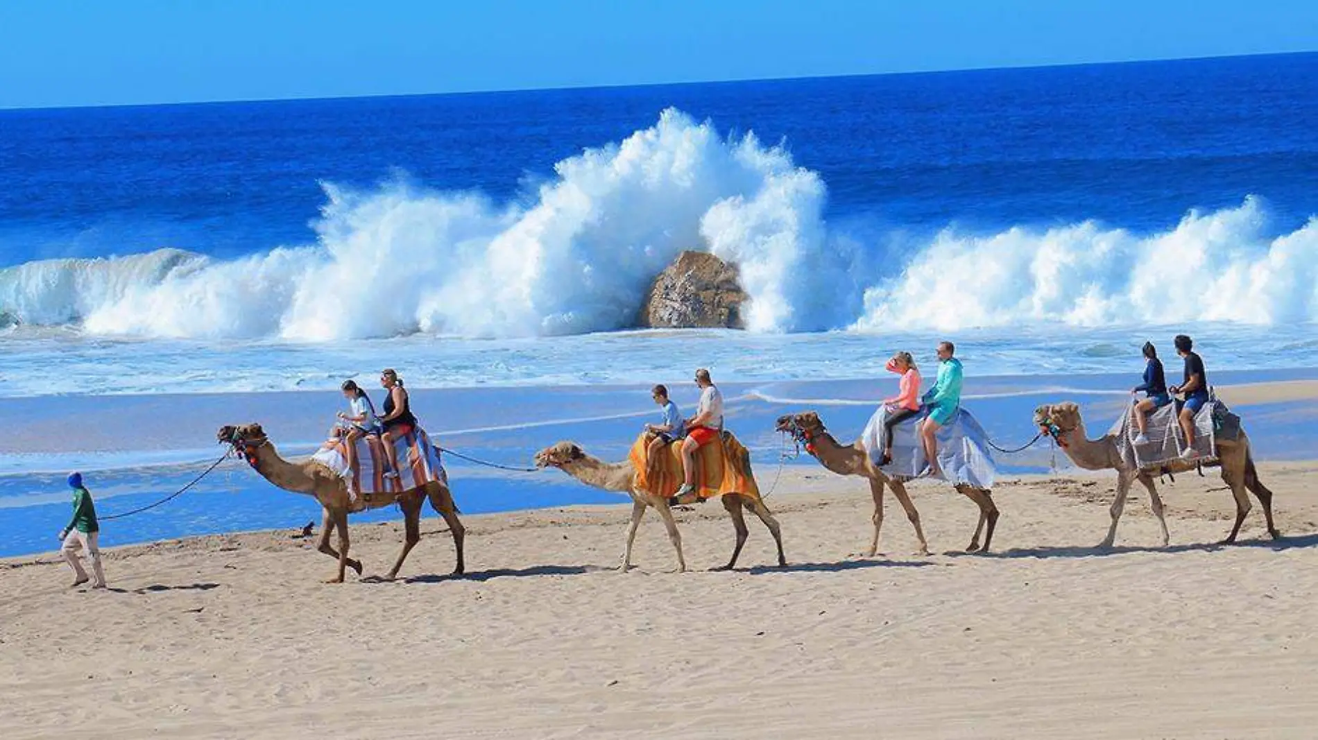 Camellos en los cabos BCS 1